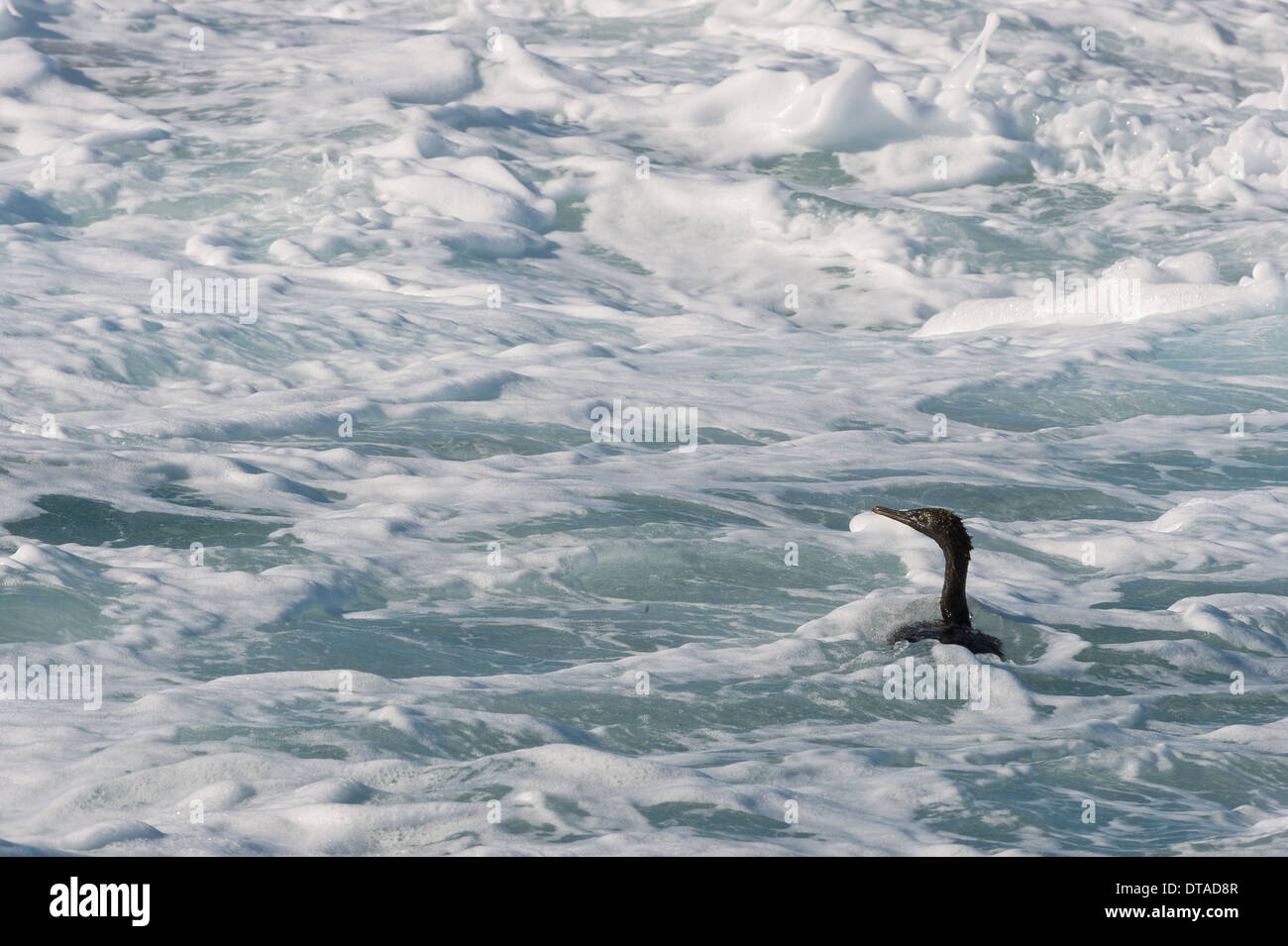 Cape Cormorant (Phalacrocorax capensis) Banque D'Images