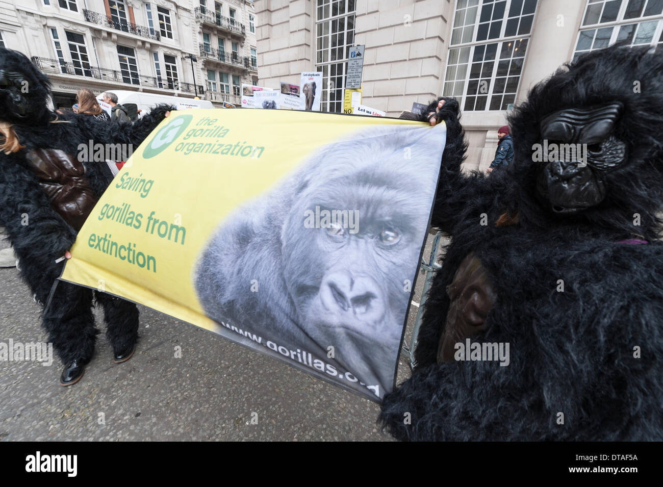 Pall Mall, London, UK. 13 février 2014. Pour les éléphants d'Action UK et Care for the Wild a tenu une manifestation devant le Sommet international de commerce illicite d'espèces sauvages à Lancaster House, centre de Londres. Le sommet est réuni au plus haut niveau de leaders internationaux à ce jour. Credit : Lee Thomas/Alamy Live News Banque D'Images