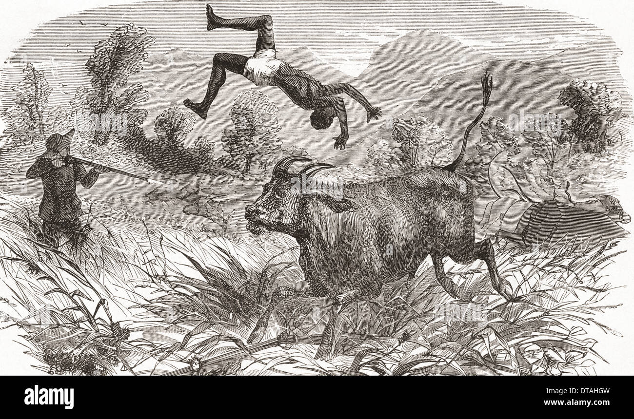 Chasser le bison en Afrique au xixe siècle. Banque D'Images