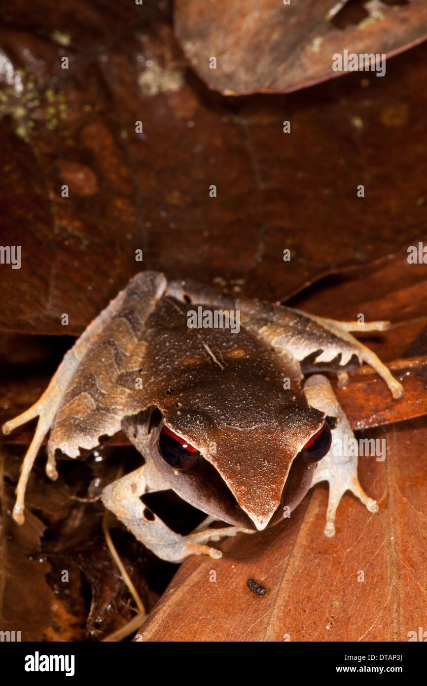 Voleur d'Evergreen, grenouille Craugastor gollmeri, dans la forêt tropicale à Burbayar, réserve naturelle de la province de Panama, République du Panama. Banque D'Images