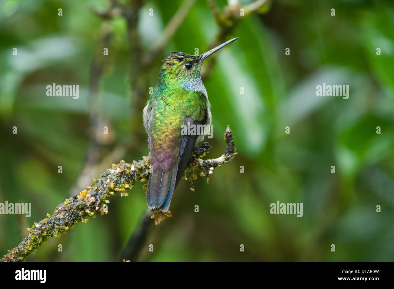 Colibri à tête violette, Klais guimeti, dans la forêt tropicale à Burbayar, réserve naturelle de la province de Panama, République du Panama. Banque D'Images