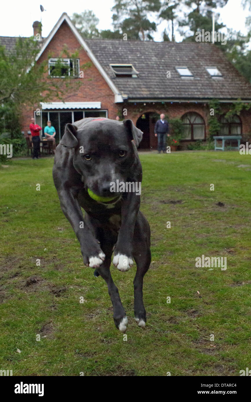 Ascot, Royaume-Uni, Staffordshire Bull Terrier a pris une balle de tennis Banque D'Images