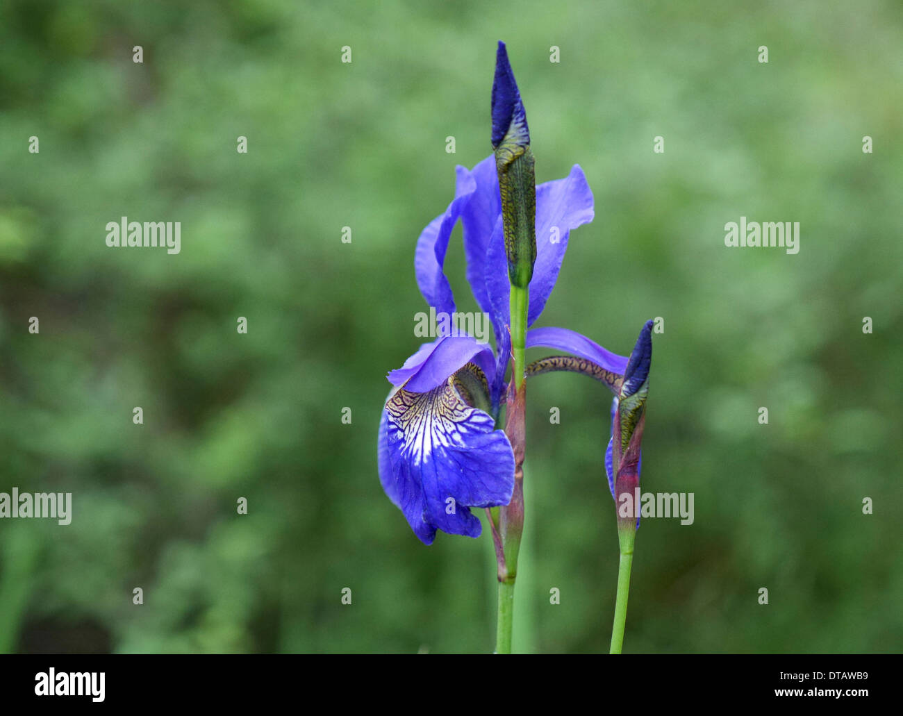 Iris sur härsö, archipel de Stockholm, Stockholms Län, Suède Banque D'Images
