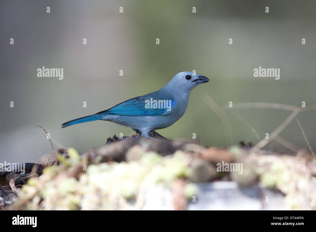 Blue-gray Tanager, Thraupis episcopus cana, à Penonome, province de Cocle, République du Panama. Banque D'Images