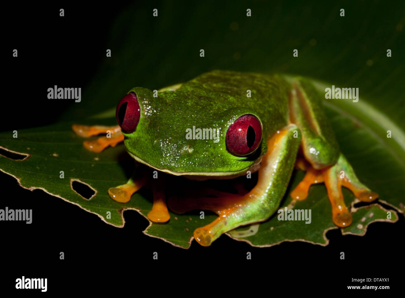 Leaf-Frog aux yeux rouges, agalychnis callidryas , dans Burbayar, réserve naturelle de la province de Panama, République du Panama. Banque D'Images
