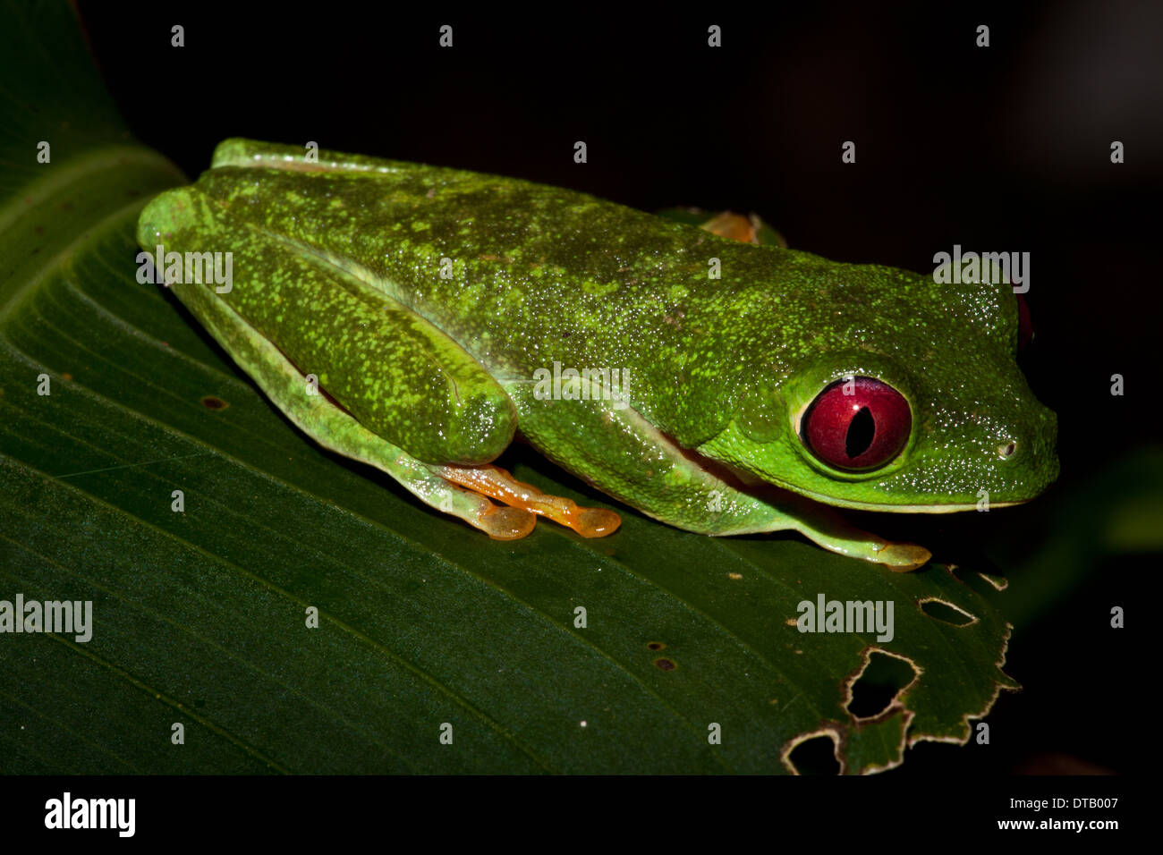 Leaf-Frog aux yeux rouges, agalychnis callidryas , dans Burbayar, réserve naturelle de la province de Panama, République du Panama. Banque D'Images