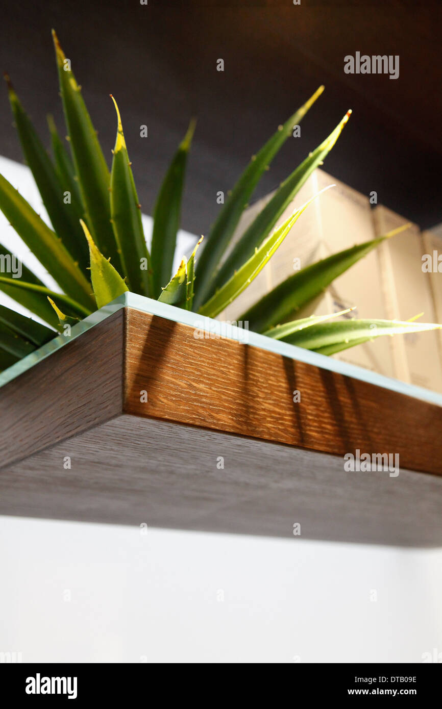 Close-up of aloe vera Banque D'Images