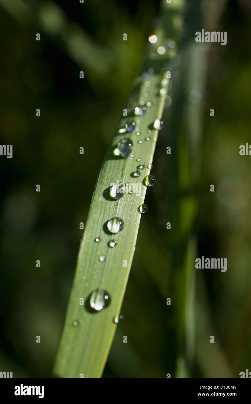 Gouttes de pluie sur brin d'herbe, close-up Banque D'Images
