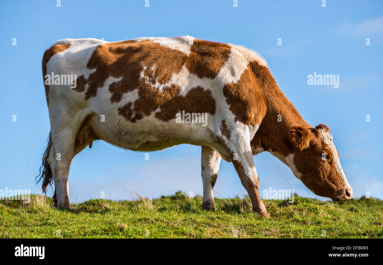 Une vache de race Frisonne rouge et blanc, le pâturage dans le cadre chaleureux du matin. Banque D'Images