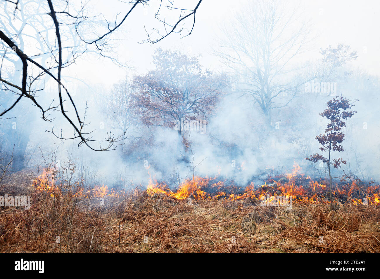 En cas de catastrophe d'incendie de forêt de chêne en hiver woods Banque D'Images