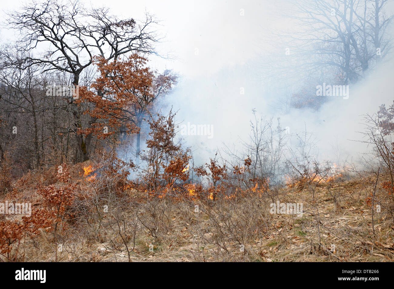 En cas de catastrophe d'incendie de forêt de chêne en hiver woods Banque D'Images