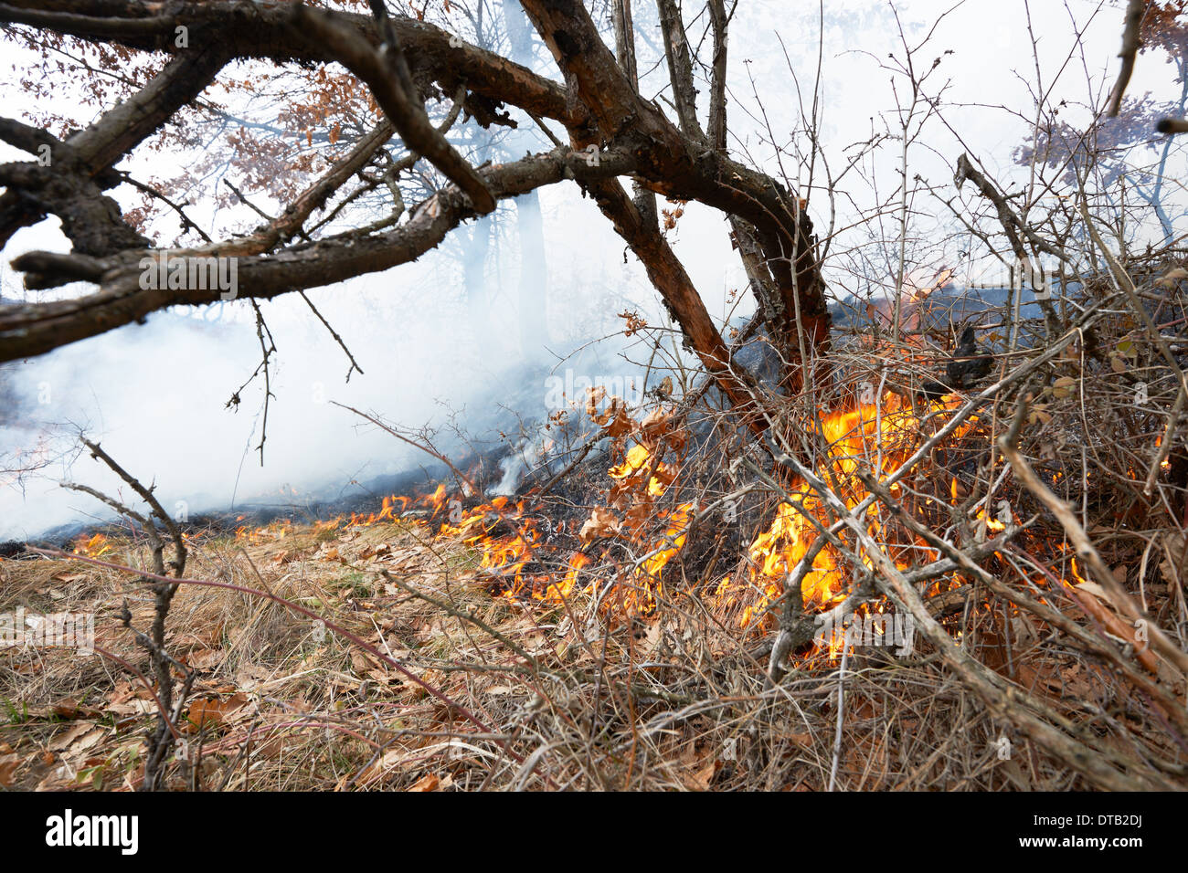 En cas de catastrophe d'incendie de forêt de chêne en hiver woods Banque D'Images