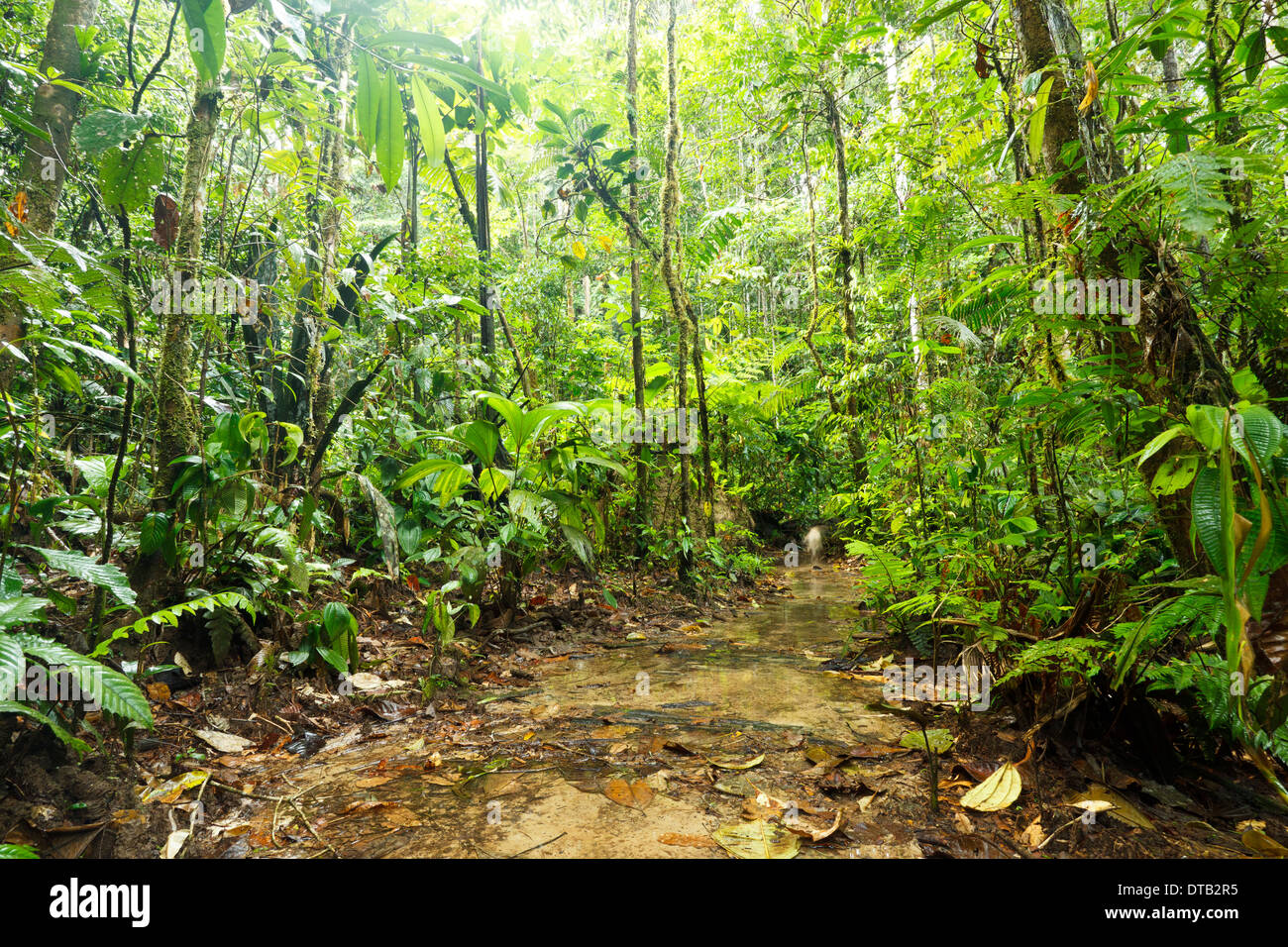 Ouvert en compensation boueux forêt amazonienne, en Equateur, au cours de la saison humide. Banque D'Images