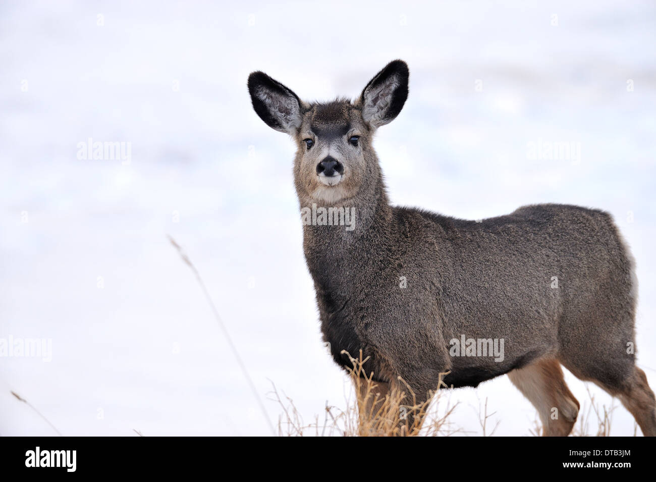 Portrait d'une image d'un jeune cerf mulet Banque D'Images
