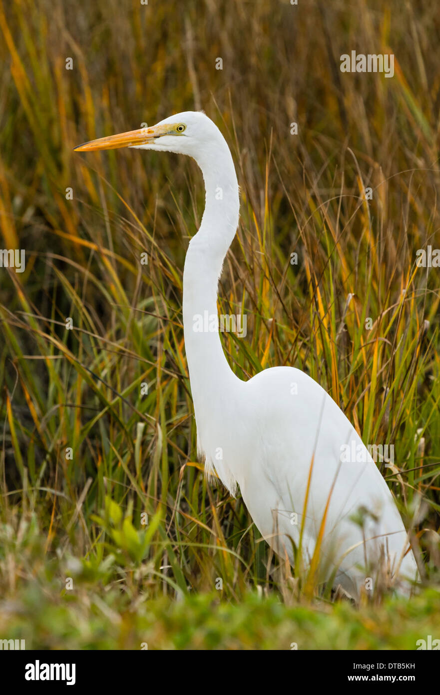 Grande Aigrette (Ardea alba) debout dans l'herbe des marais. Banque D'Images