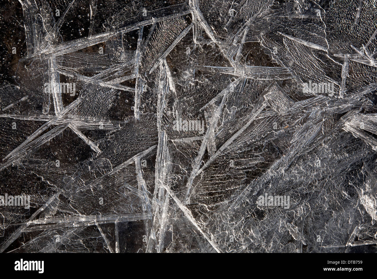WASHINGTON - Les cristaux de glace le long des rives de la Skagit Eau douce dans le marécage de faune sur l'île de sapin. Banque D'Images