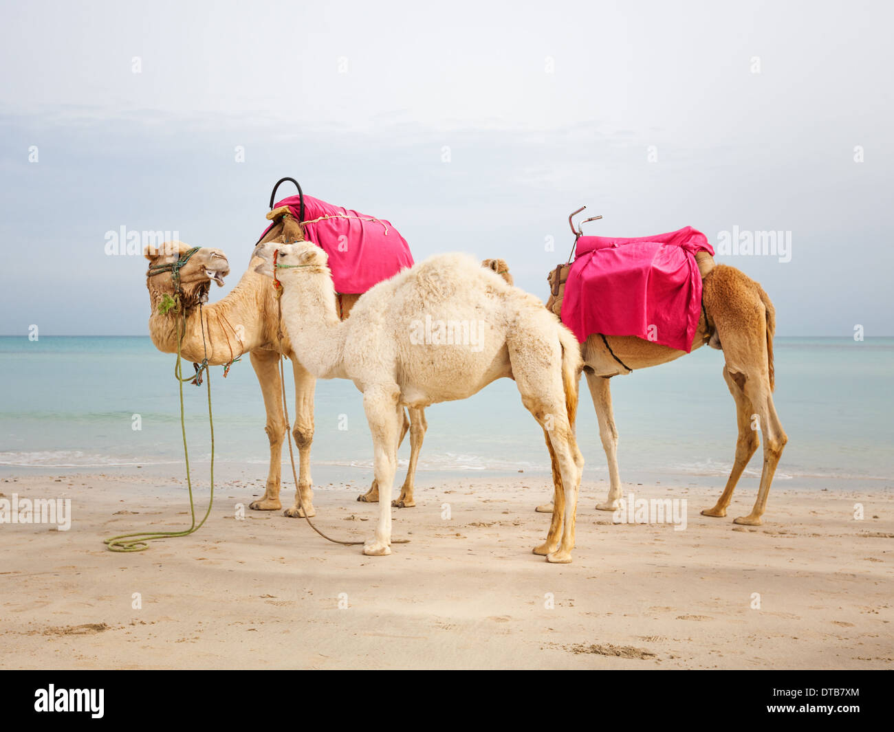 Deux chameaux et dromadaires bébé blanc sur la plage en Tunisie Banque D'Images