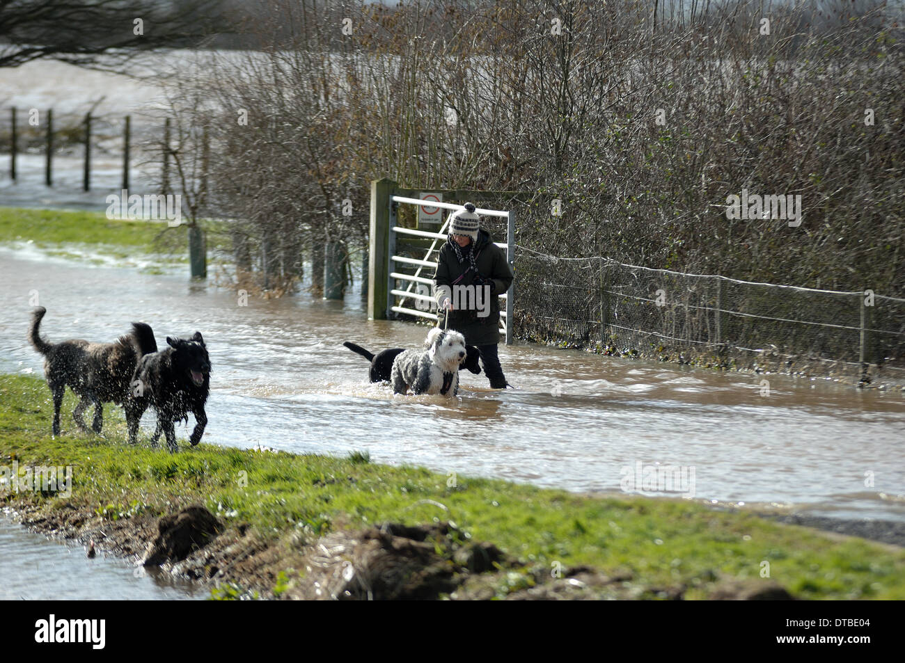 Burrowbridge, UK. Feb 13, 2014. Dog walker dans les inondations près de Burrowbridge sur Somerset Levels Paul Glendell Crédit/Alamy Live News Banque D'Images