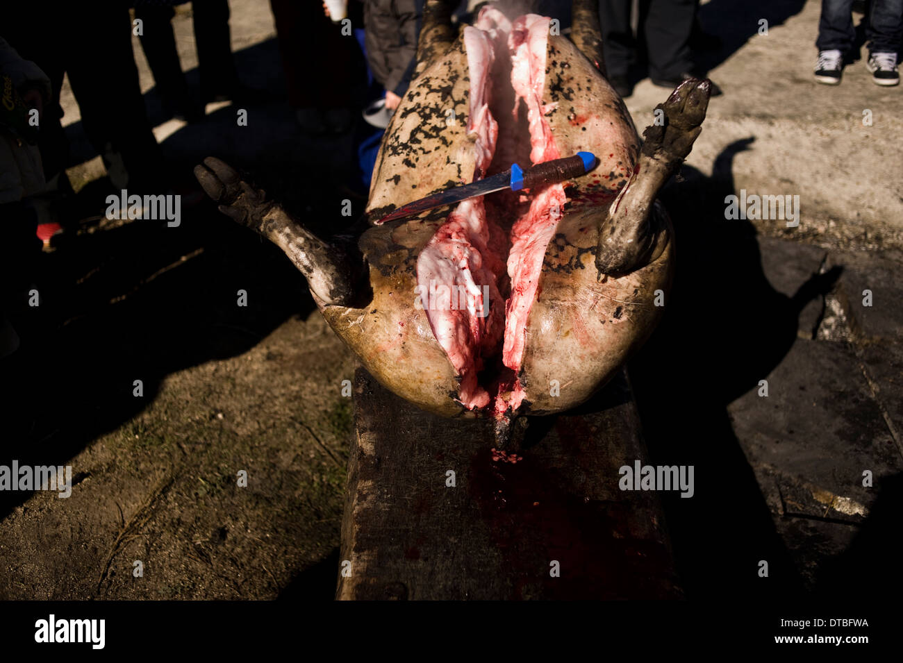 L'abattage de porcs en Villaseco de los Gamitos, Espagne. l'abattage tuant matanza espagnol cerdo Banque D'Images