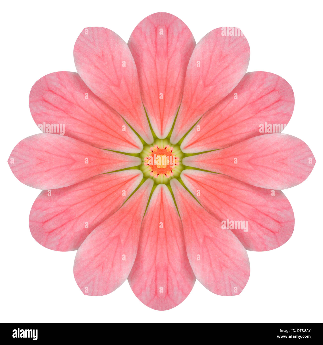 Hortensia rose fleur Mandala kaléidoscopique isolé sur fond blanc Banque D'Images
