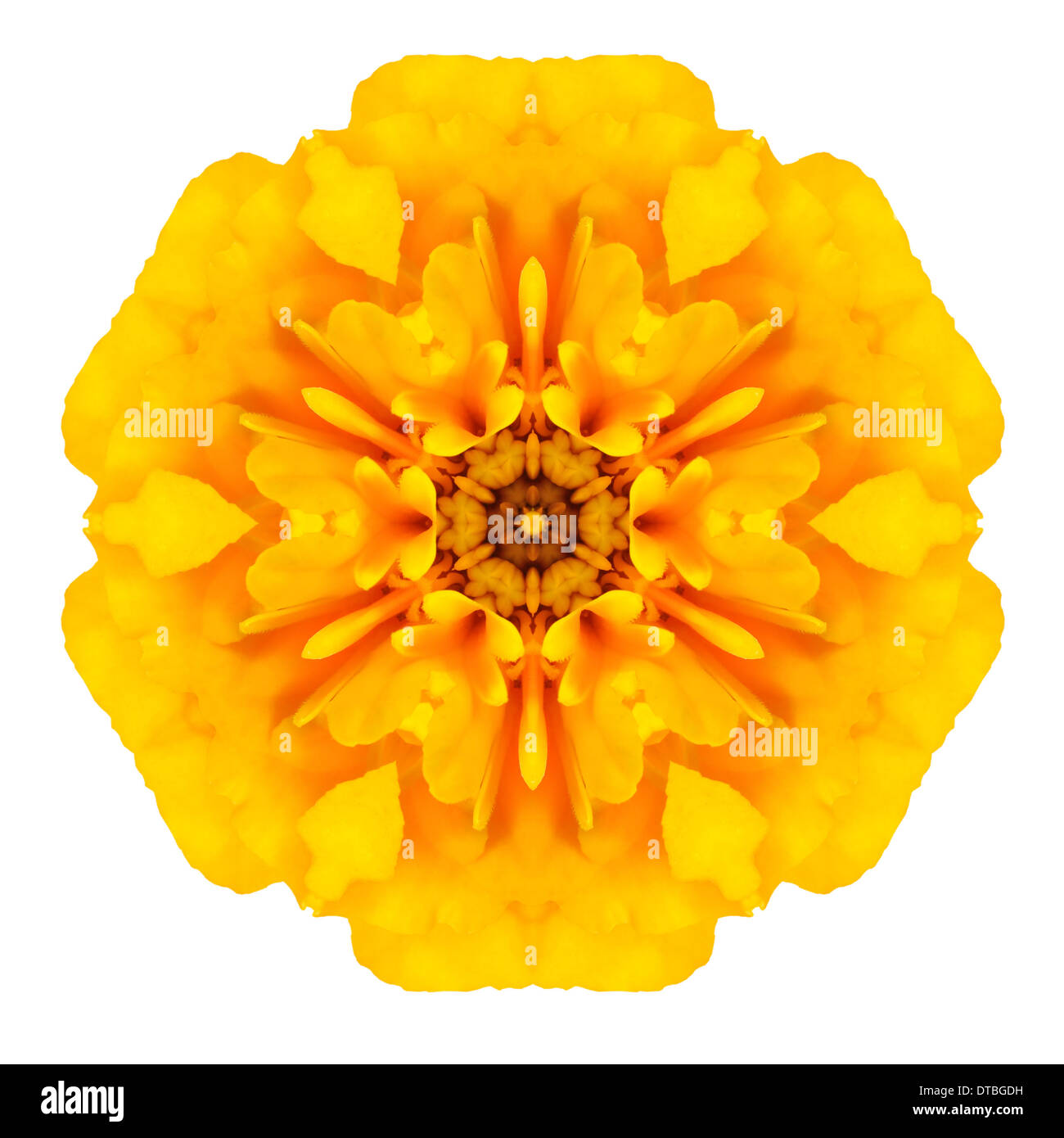 Fleurs de souci concentriques jaune isolé sur fond blanc. Conception Mandala kaléidoscopique Banque D'Images