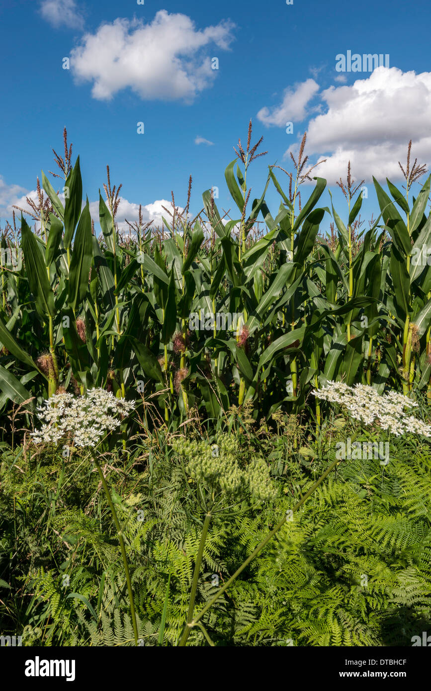 Récolte de maïs, également connu sous le nom de MAÏS DOUX À BORD DE CHAMP à l'Offa's Dyke Path dans le Gloucestershire EN ANGLETERRE. Banque D'Images