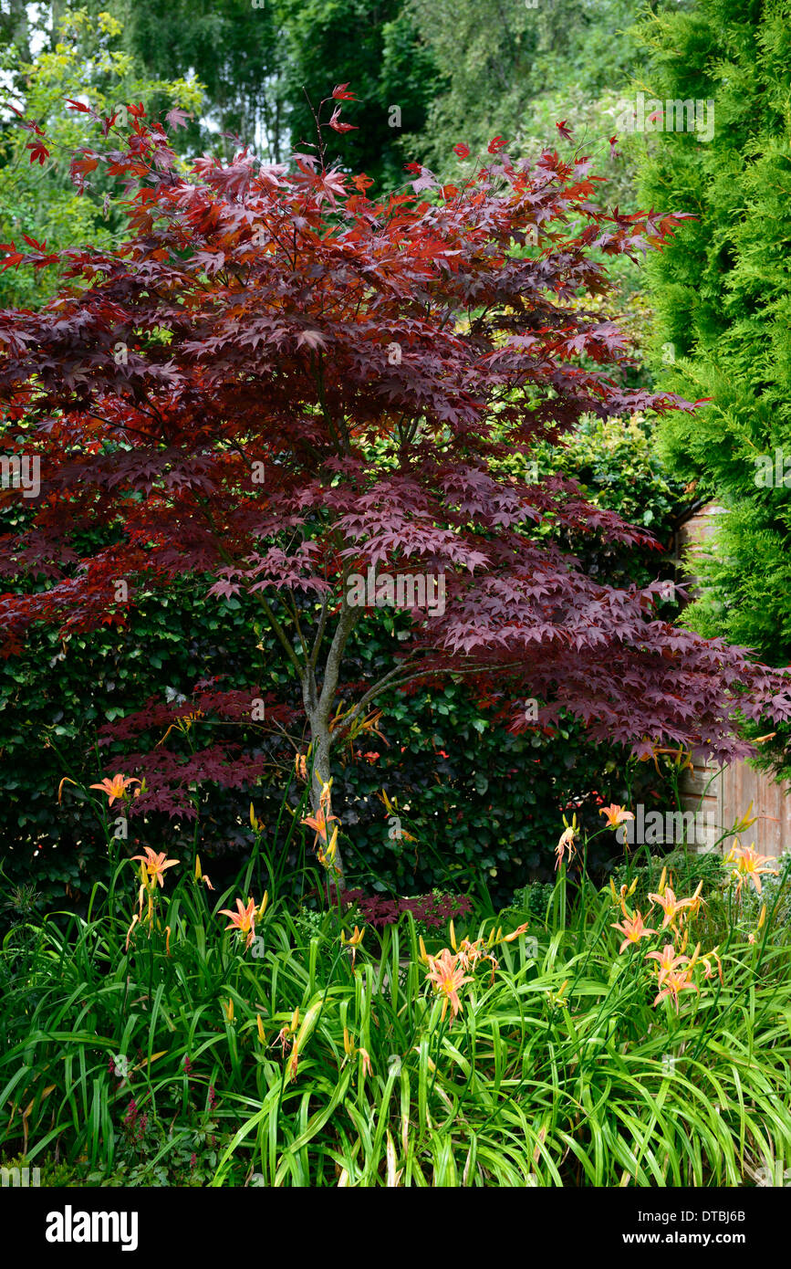 Acer palmatum pourpre underplant underplanted d'érable japonais hemerocallis orange mix mixte régime plantation contrastées de contraste Banque D'Images