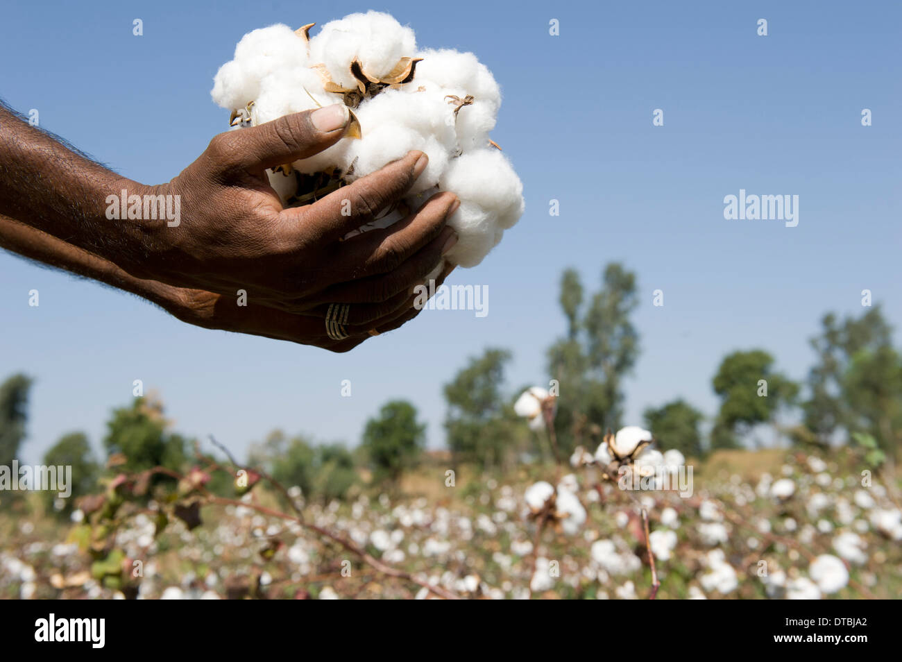 L'INDE, Nimad , Khargone, région de farmer tribal Shiv coopérative Krishi Utthan Sanstha récolter le coton biologique commerce équitable Banque D'Images