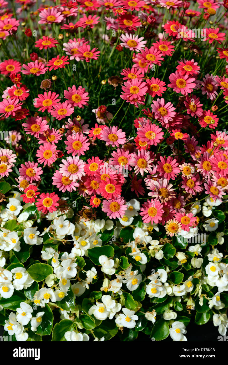 Rose blanc Argyranthemum frutescens begonia fleurs fleurs fleurs plantes mixte mélange combinaison de plantation Banque D'Images