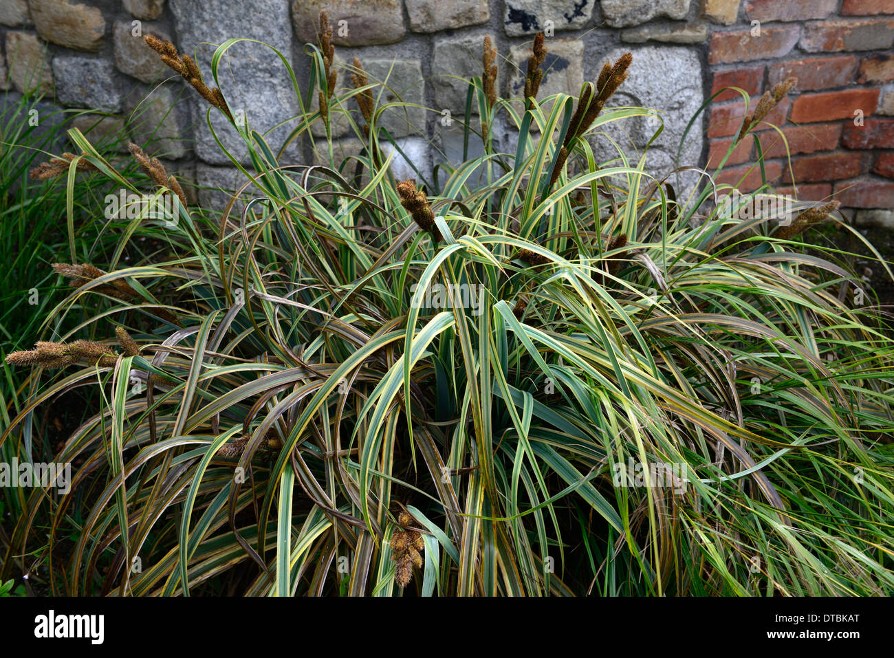 Carex trifida rekohu sunrise Tataki panaché bouquet - graminées carex laîche toujours verte formant feuilles vert blanc Banque D'Images