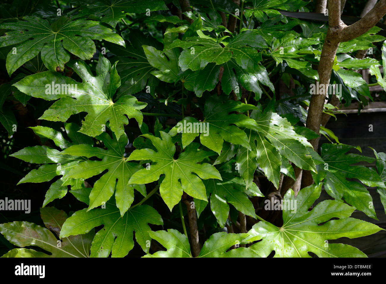 Fatsia japonica feuillage vert plante feuilles des arbustes à feuilles persistantes plantes portraits architectural asiatique de plantation Banque D'Images