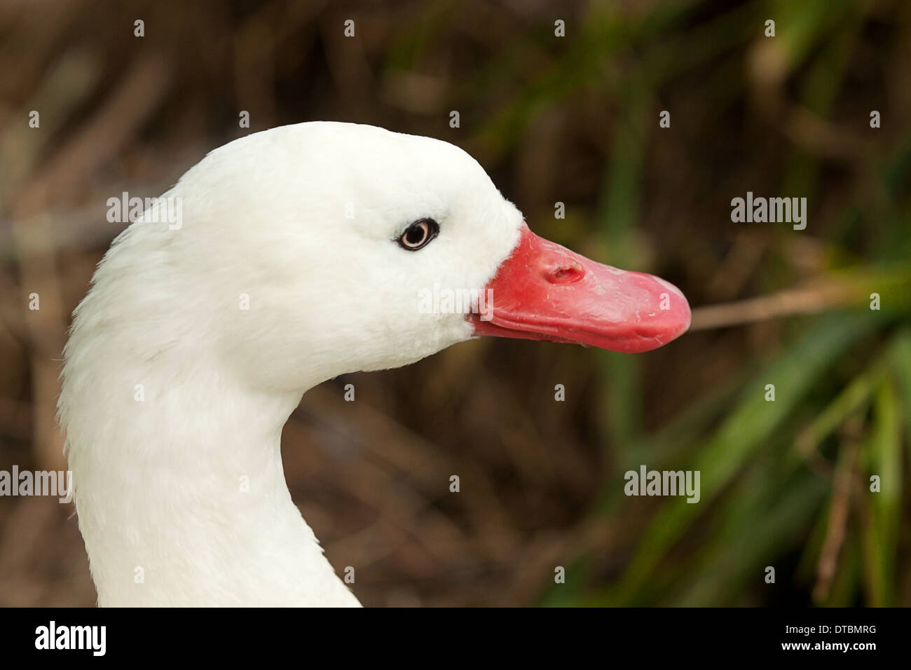 Portrait d'un canard avec un projet de loi rouge Banque D'Images