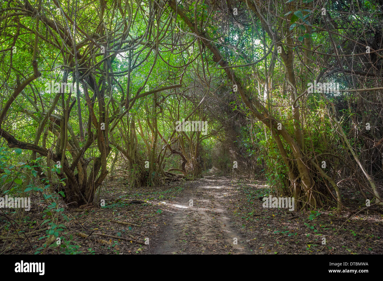 Route en forêt jungle Banque D'Images