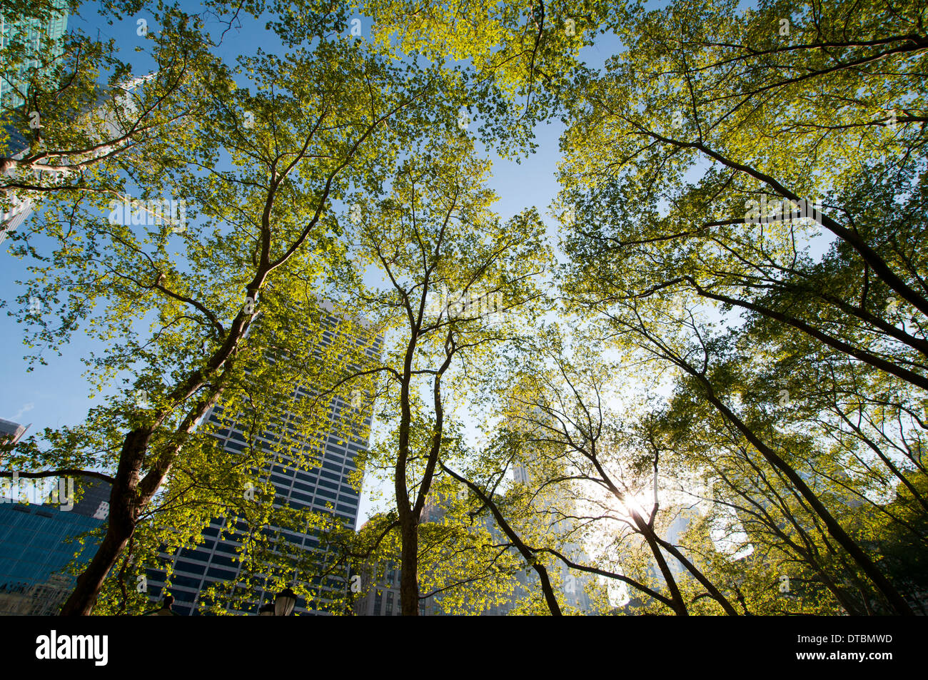 Jusqu'à à travers les arbres vers gratte-ciel à Bryant Park, New York City USA Banque D'Images