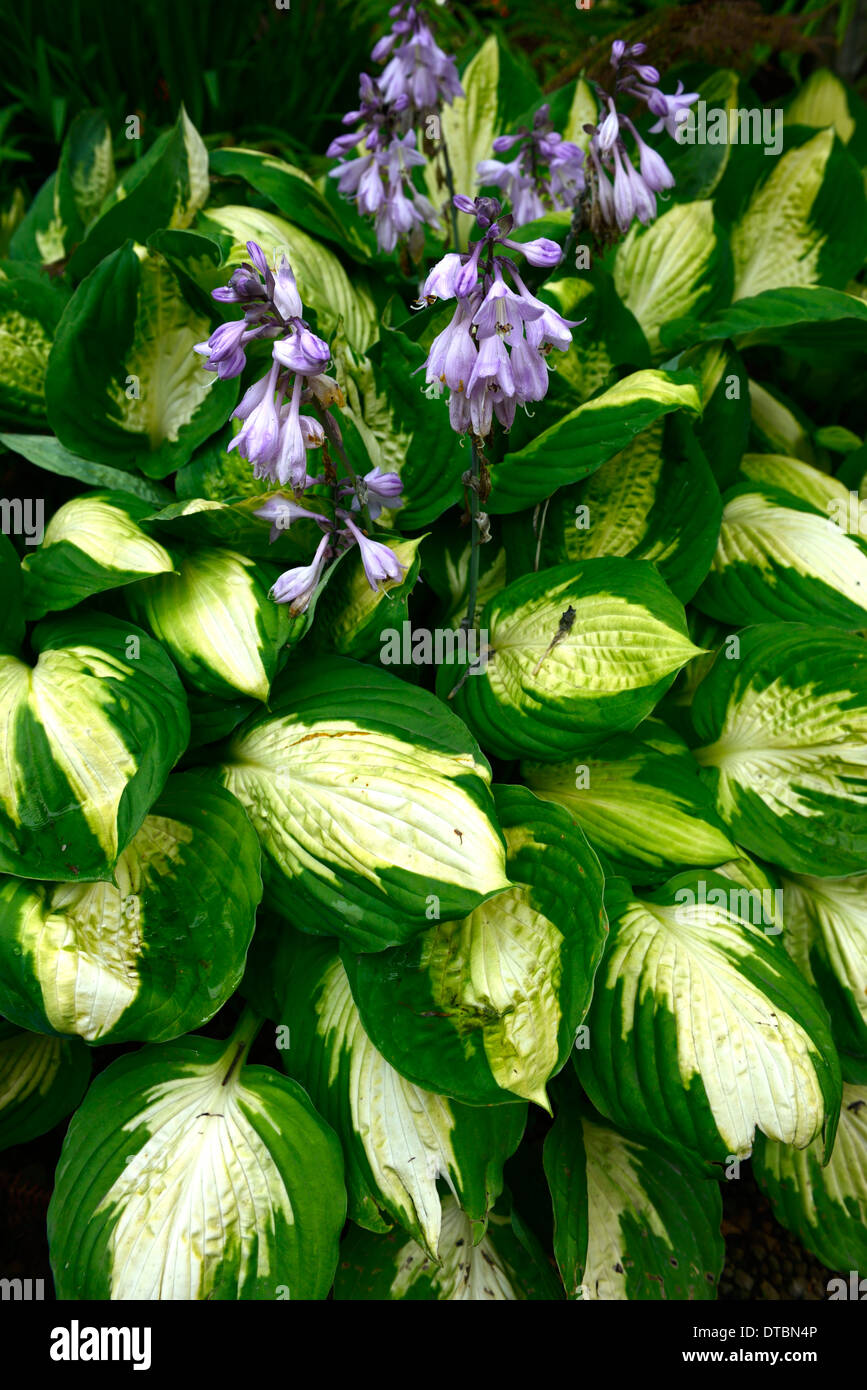 Hosta vert blanc feuilles panachées pourpre feuillage floraison fleur fleurs couleur coloré couleurs mixtes mix Banque D'Images