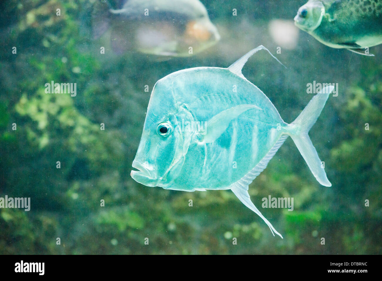 Les poissons de la mer, de l'argent Moonfish vomer, Lookdowns-Selene Banque D'Images