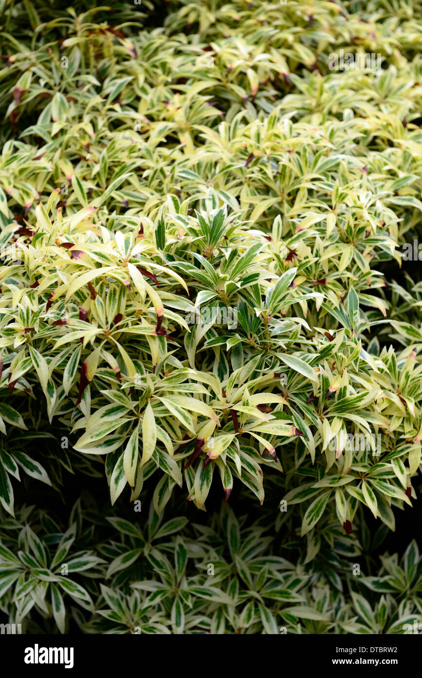 Pieris japonica Flaming Silver or vert feuillage panaché jaune arbuste à feuilles persistantes shubs contraste Banque D'Images