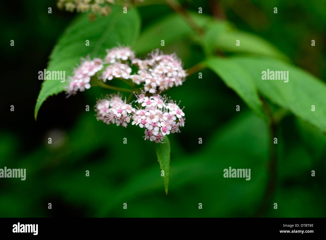 Spiraea japonica var fortunei portraits de plantes arbustes à fleurs fleurs feuillage vert feuille feuilles fleur fleurs rose minuscule petit Banque D'Images