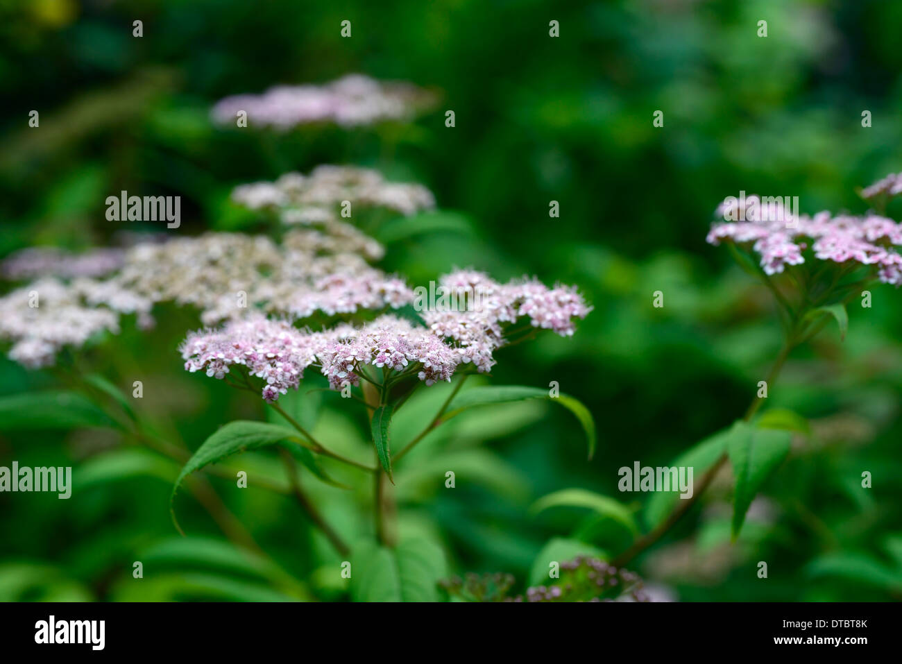 Spiraea japonica var fortunei portraits de plantes arbustes à fleurs fleurs feuillage vert feuille feuilles fleur fleurs rose minuscule petit Banque D'Images