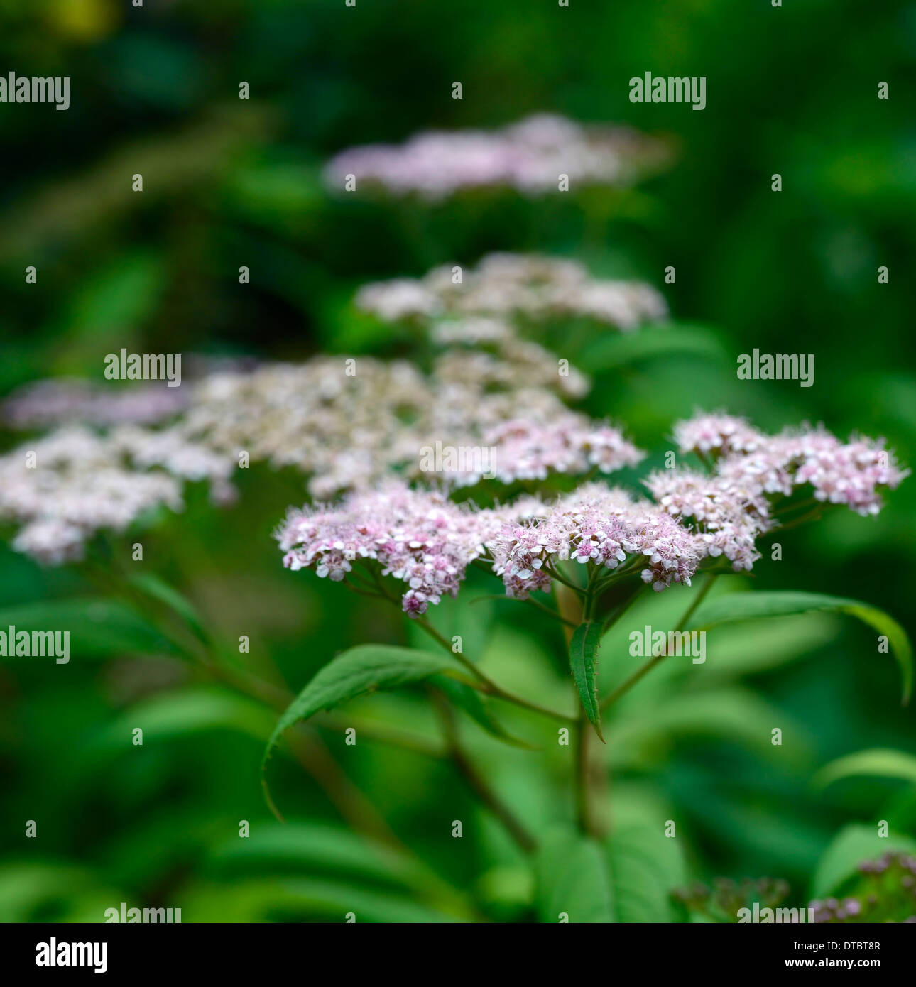 Spiraea japonica var fortunei portraits de plantes arbustes à fleurs fleurs feuillage vert feuille feuilles fleur fleurs rose minuscule petit Banque D'Images