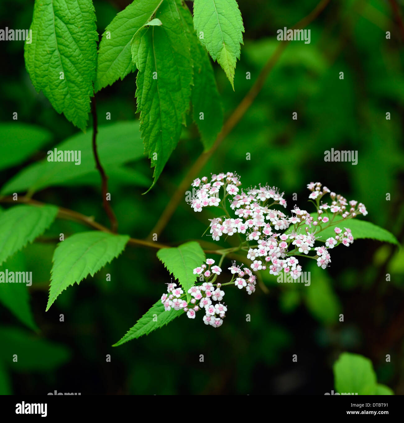 Spiraea japonica var fortunei portraits de plantes arbustes à fleurs fleurs feuillage vert feuille feuilles fleur fleurs rose minuscule petit Banque D'Images