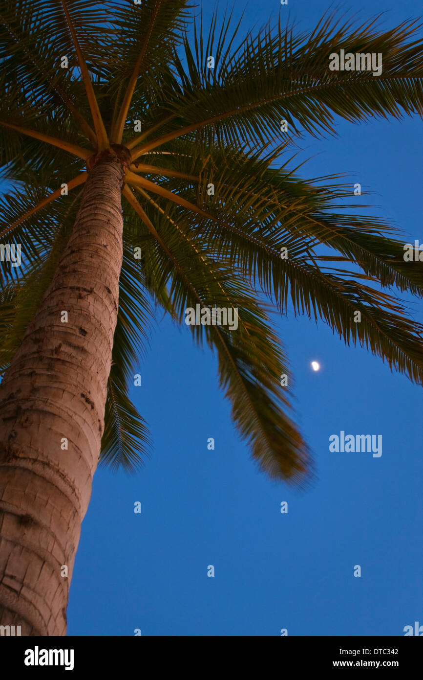 Lune et palmiers en soirée, Waikiki, Honolulu, Oahu, Hawaii Banque D'Images