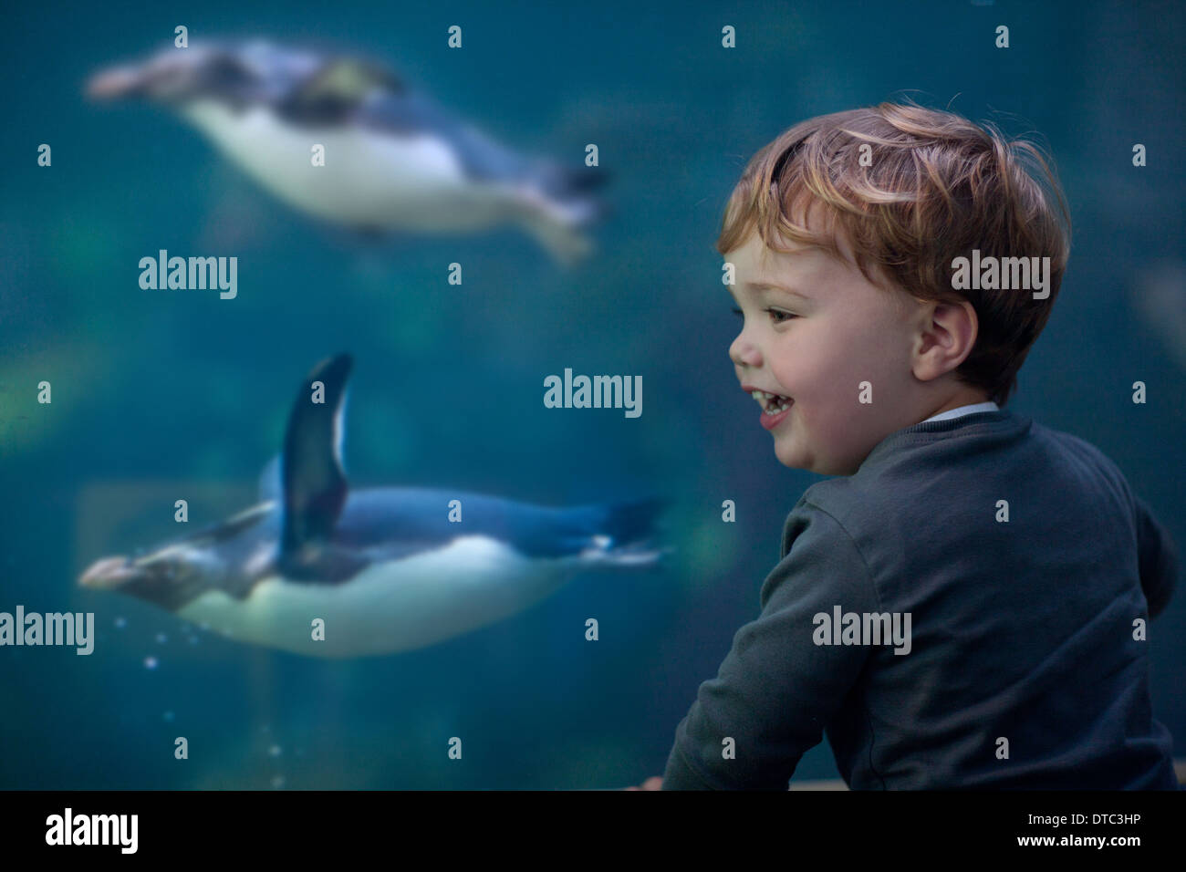 Jeune garçon profitant de pingouins nager dans l'aquarium Banque D'Images