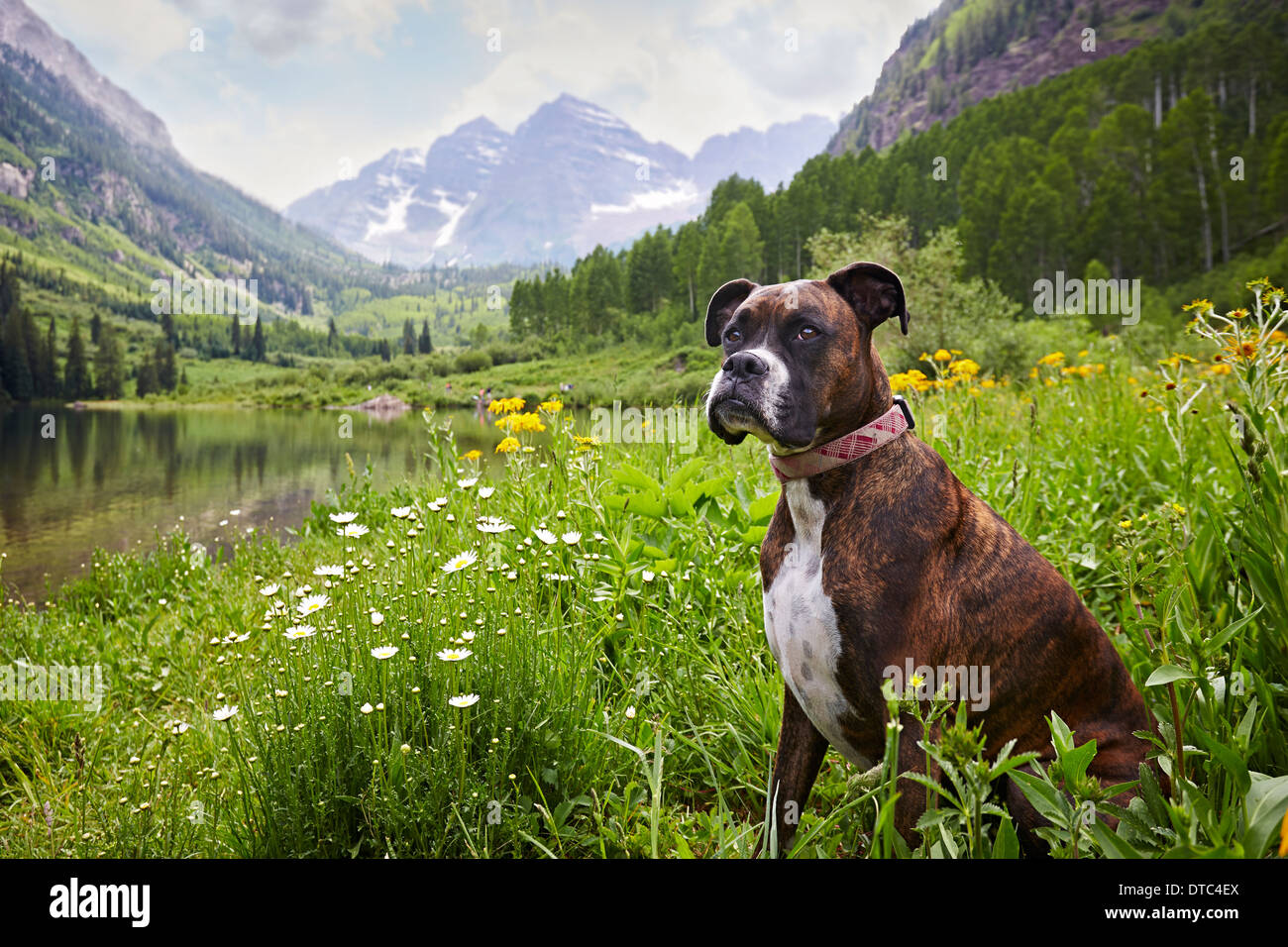 Chien assis dans wildflower meadow, Aspen, Colorado, USA Banque D'Images
