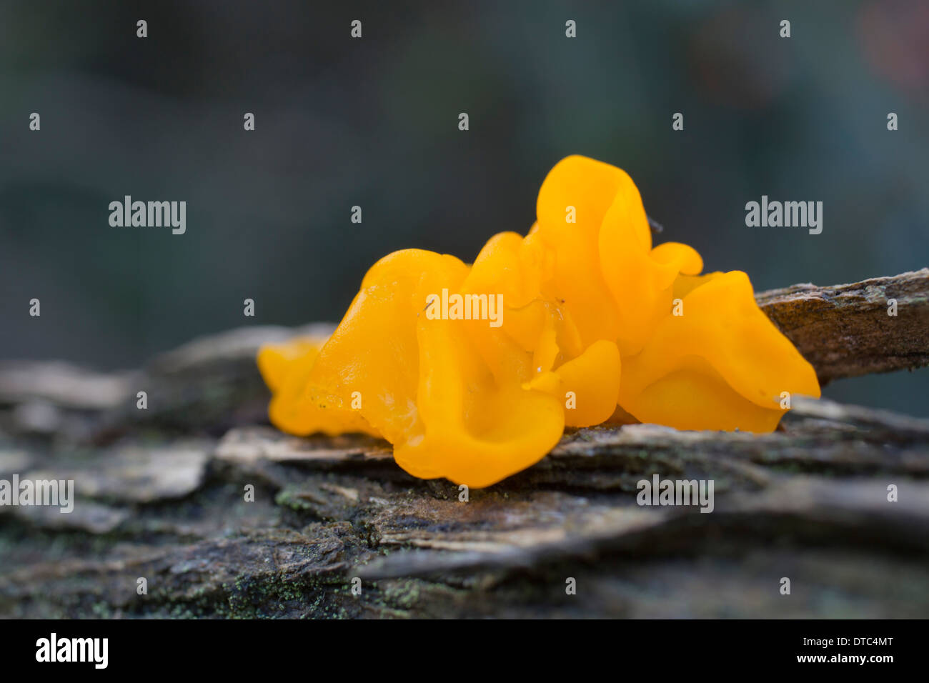 Cerveau jaune ; champignon Tremella mesenterica ; automne ; UK Banque D'Images