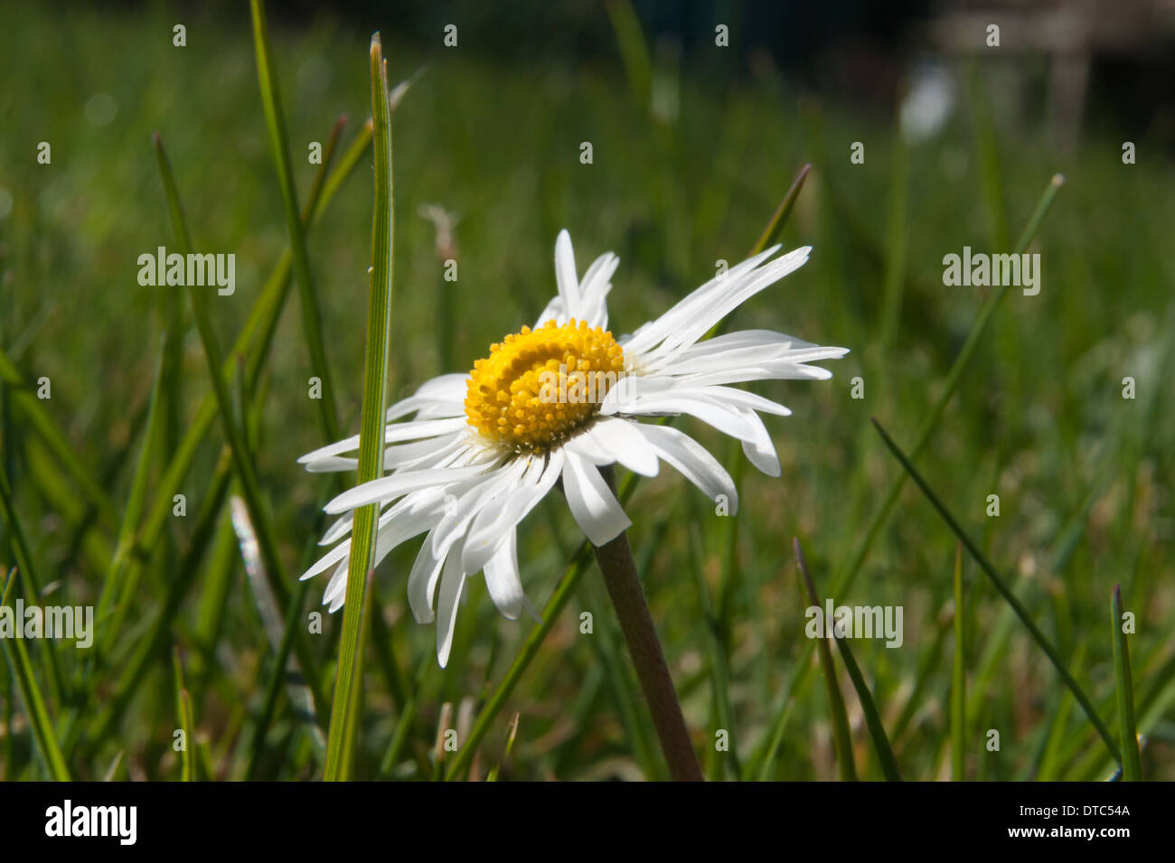 A daisy flower bénéficiant du soleil sur une pelouse, dans un jardin en Cumbria, Angleterre Banque D'Images