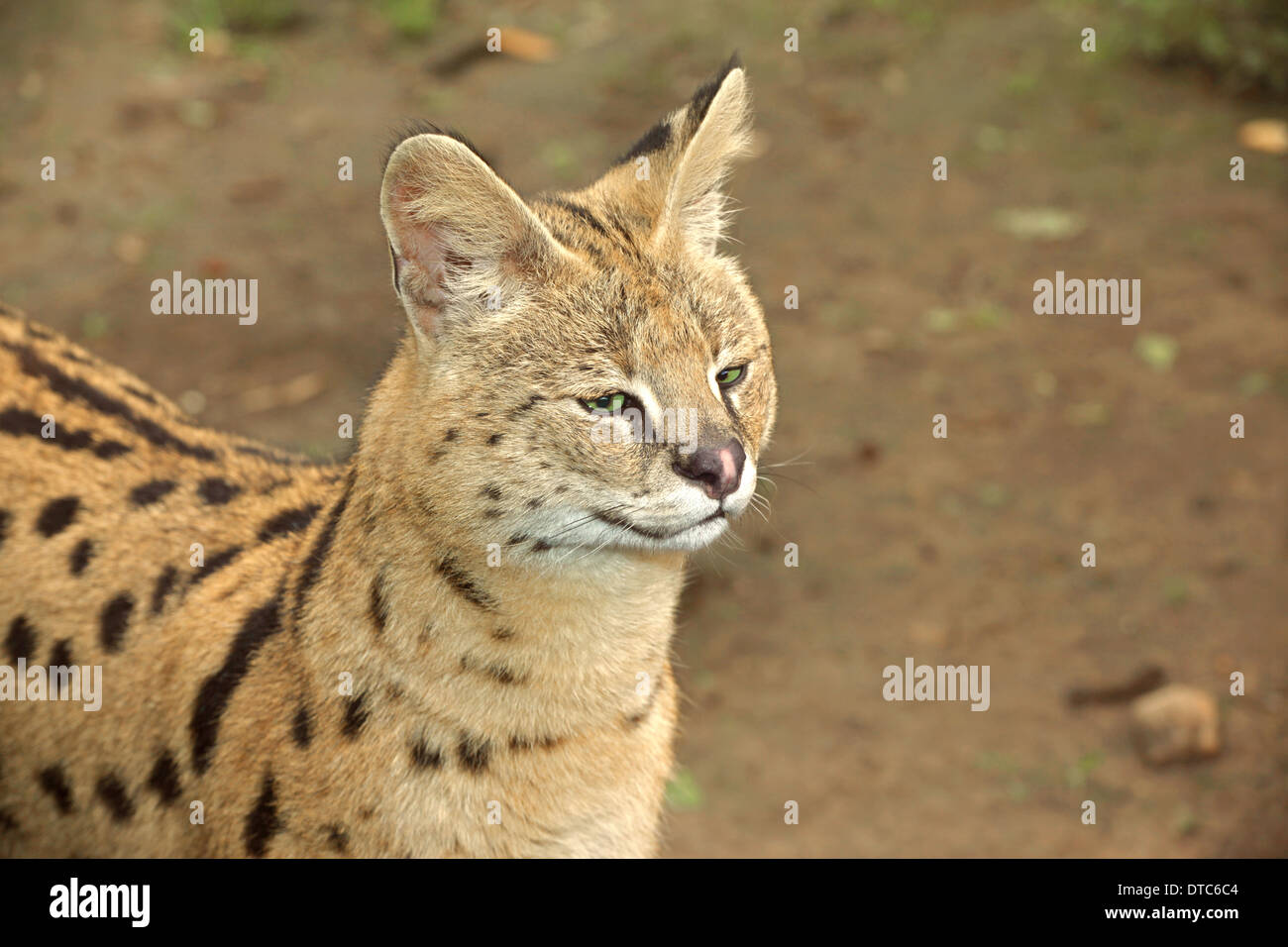 Serval (Leptailurus serval) chat libre Banque D'Images