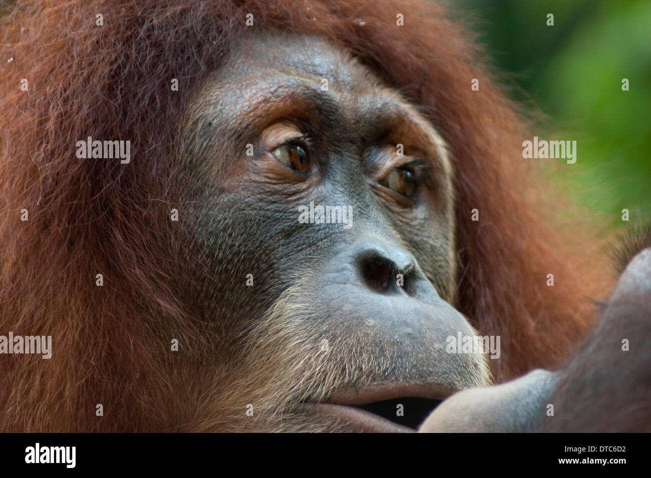 Portrait d'un orang-outan réfléchie au zoo de Singapour Banque D'Images