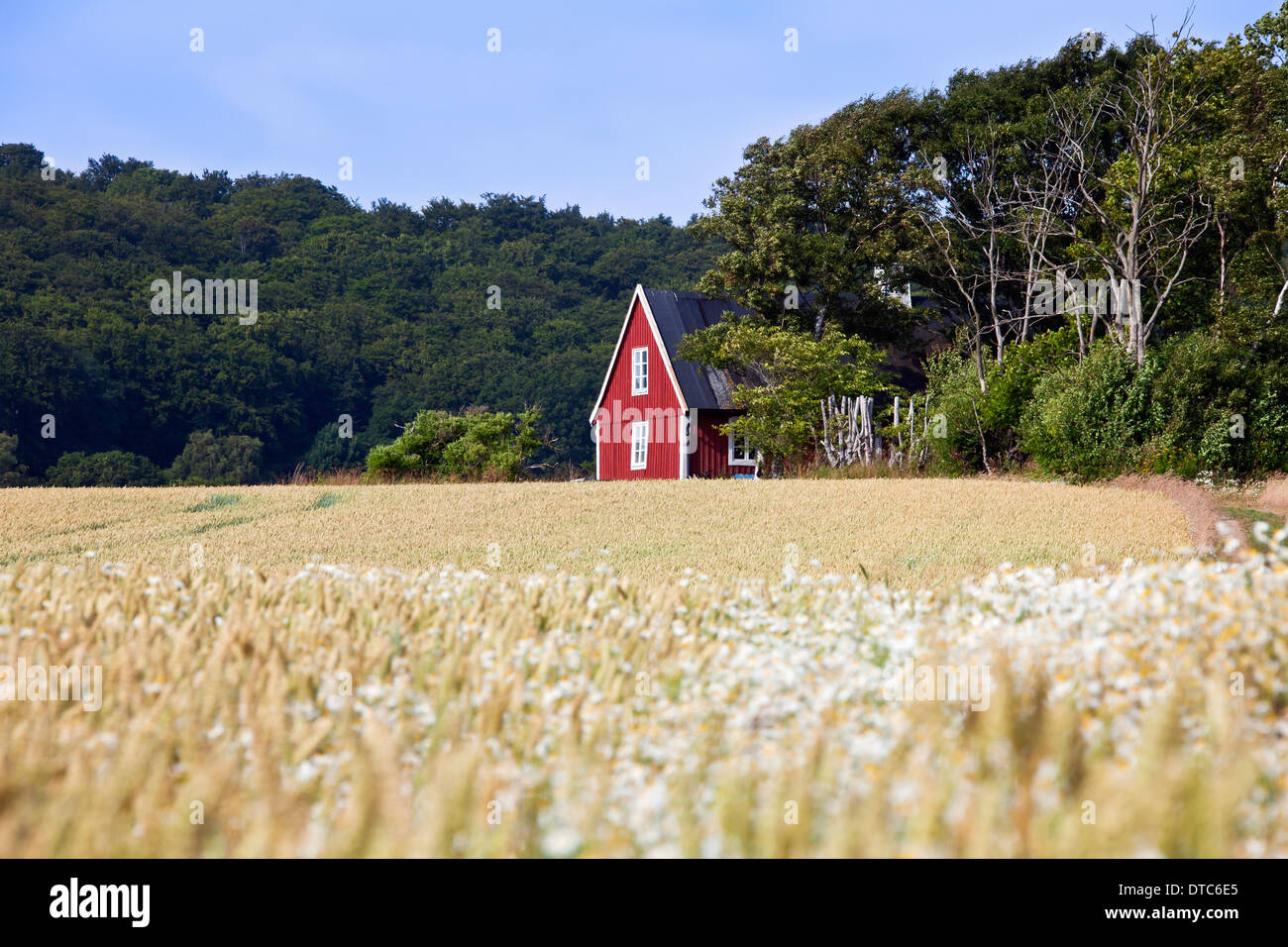 Traditionnel chalet en bois rouge solitaire le long de l'été sur le terrain dans les régions rurales de Skåne / Scania, la Suède, Scandinavie Banque D'Images
