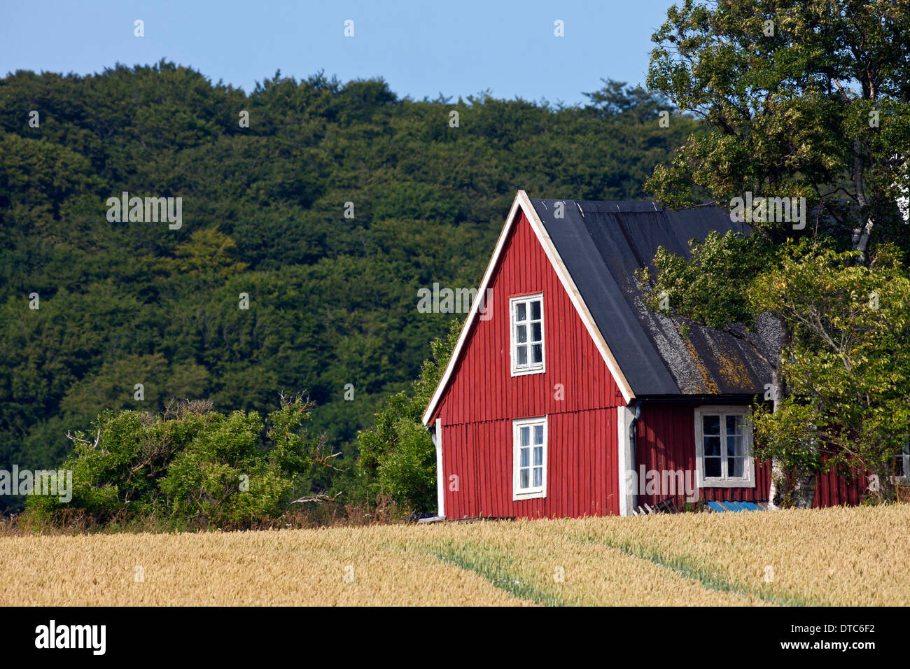 Traditionnel chalet en bois rouge solitaire le long de l'été sur le terrain dans les régions rurales de Skåne / Scania, la Suède, Scandinavie Banque D'Images